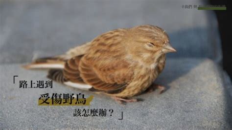 斑鳩死掉|路上遇到受傷野鳥該怎麼辦？專訪台北鳥會野鳥救傷中心